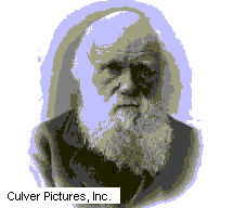 darwin